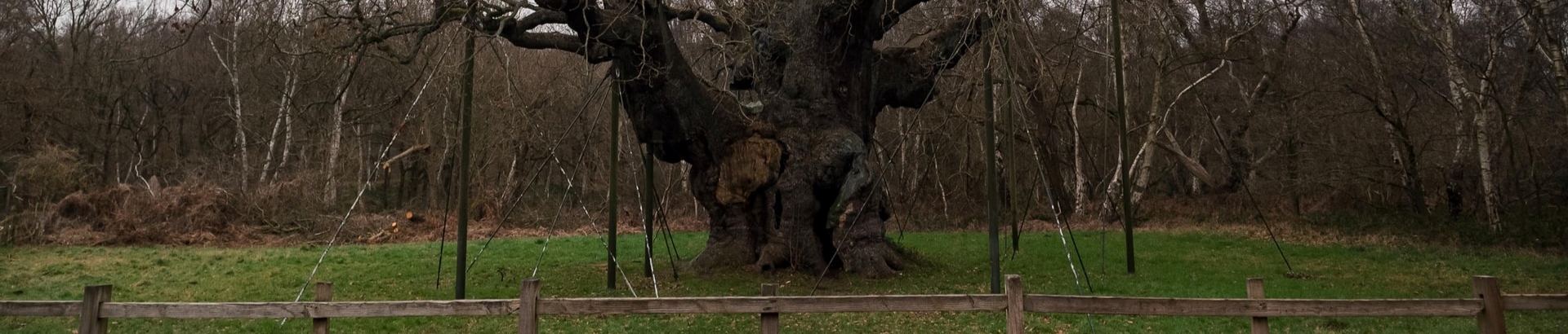 major oak tree in edwinstowe, mansfield